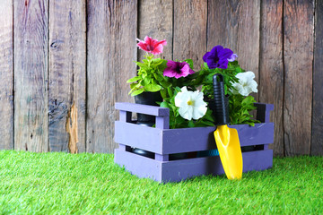 Gardening and potting background with flowers in a wooden box and yellow garden shovel © Dmytro