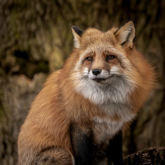 Red Tailed Fox posing for the camera!
