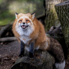 Red Tailed Fox posing for the camera!