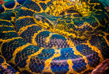 Paraguayan South or Yellow Anaconda is ringed by a ring