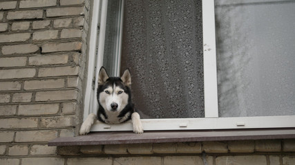 Self-isolation at home during the coronavirus pandemic.Funny dog husky looks out of the window of the house on the street and looks around.