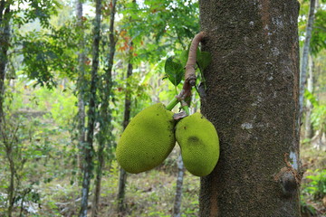 Beautiful jack fruit on jack tree