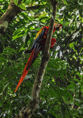 Scarlet macaw