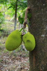 Beautiful jack fruit on jack tree