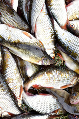 Different freshly caught river fish in the summer