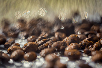 pine cones on the rocks