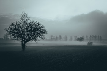 pole we mgle podczas zimowego wieczoru - obrazy, fototapety, plakaty