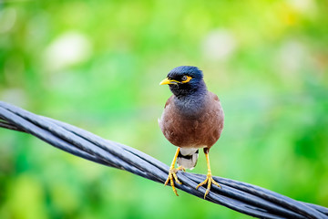 The CommonIndian bird of dark brown color with yellow eye sitting on the cable wire. Myna or Indian Myna,Acridotheres tristis