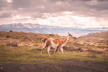 guanaco in Patagonia