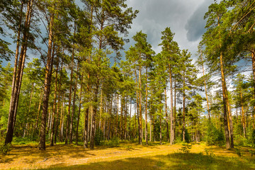 Severe thunderstorm in the forest. Nature before the rain. Power of nature. Storm concept.