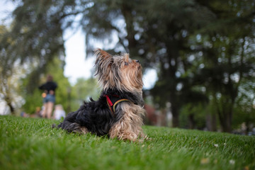 Yorkshire Terrier puppy