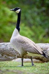 Canada Goose ( Branta Canadensis ), Teverener Heide Natural Park, Germany