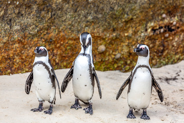 penguins at Boulder's beach