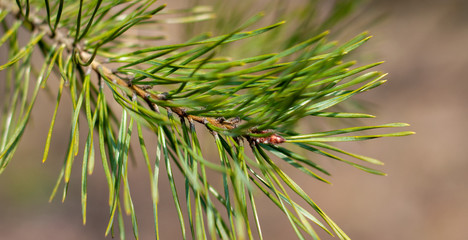 Young branches of pine conifer in spring morning in the sun