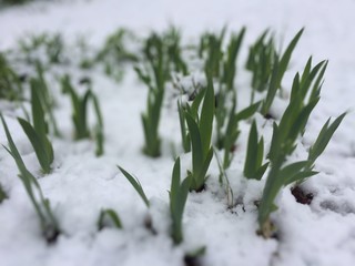 Flowers poking up through the snow on a winter day