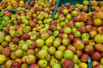 red ripe apples in a grocery store