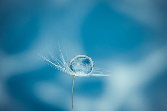 Beautiful water drop on a dandelion flower seed macro in nature. Beautiful deep saturated blue and turquoise background, free space for text. 