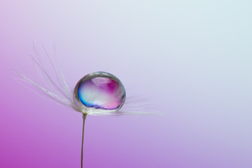 Abstract macro photo of dandelion seeds with water drops. Purple background.