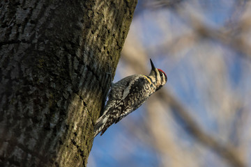 Female yellow-bellied sapsucker in spring