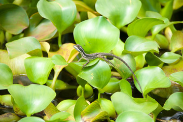 Peque&ntilde;o Reptil en laguna 