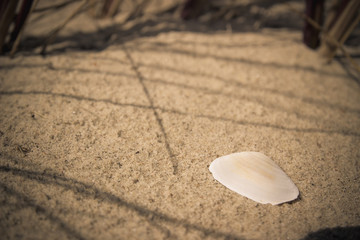 Muschel an der D&uuml;ne