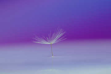 Water drops on a parachutes dandelion. Copy space. Soft focus on water droplets.