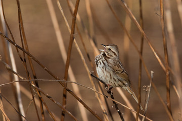 Song sparrow (Melospiza melodia) in cold spring morning