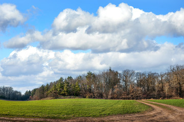 Fototapeta na wymiar fields of winter wheat in hilly terrain near pine forest in spring with cloudy sky