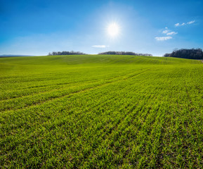 lines of fields with winter wheat in hilly terrain in spring with direct sunlights and cloudy sky