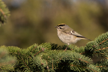 Male golden-crowned kinglet (Regulus satrapa) in spring