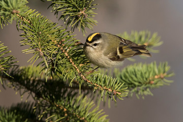 Male golden-crowned kinglet (Regulus satrapa) in spring