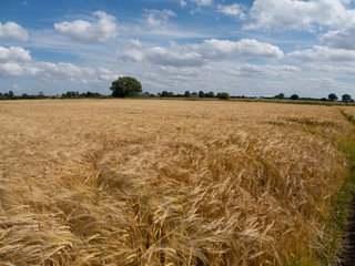 Flowing field of wheat