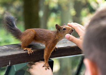 Zutrauliches Eichhörnchen lässt sich für Futter streicheln - obrazy, fototapety, plakaty