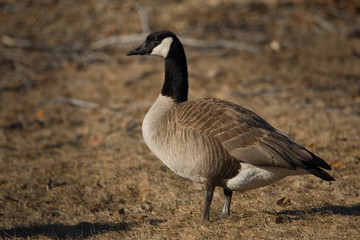 Oie sauvage (outarde)  au Québec, Canada