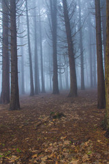 Amazing wood covered with mist