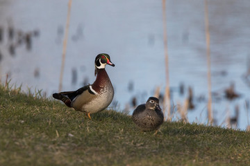 wood duck landing in spring
