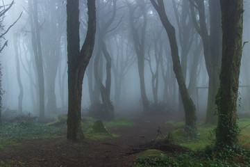 Amazing wood covered with mist