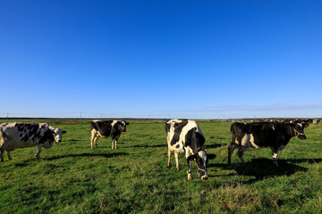 牧場にいる牛