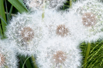 dandelions