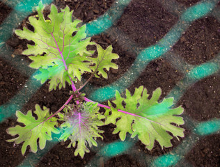 Kale plant protected with netting. Top view, Red Russia. Pesticide-free protection for brassica or cruciferous vegetables from Cabbage White Butterfly: laying eggs on leaves. Caterpillar eating plant.