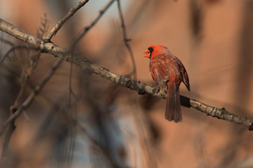 Male northern cardinal (Cardinalis cardinalis) singing in spring