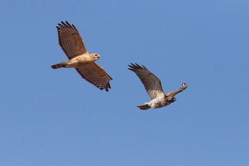 red-shouldered hawk (Buteo lineatus)