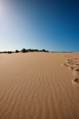 Sand dune with grass in a summer day