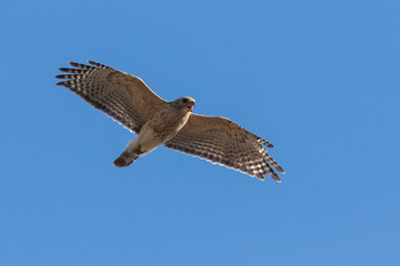red-shouldered hawk (Buteo lineatus)