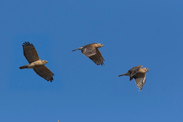 red-shouldered hawk (Buteo lineatus)