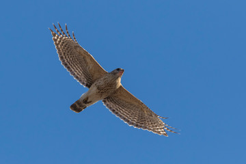 red-shouldered hawk (Buteo lineatus)