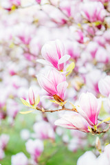 Magnolia flower blooming vibrant in spring awakening at easter with delicate purple flower petals