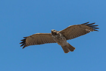 red-shouldered hawk (Buteo lineatus)