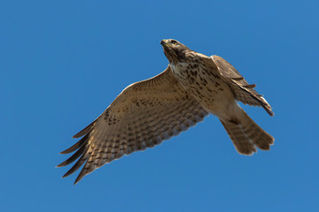 red-shouldered hawk (Buteo lineatus)