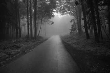 Road Path in a forest covered with mist.